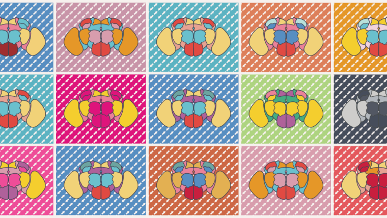 15 fruit fly brains in a colourful grid design