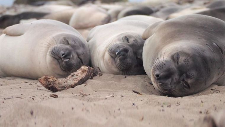Sleeping 2-month-old northern elephant seals on the beach at Año Nuevo State Park, California.